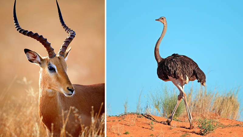 Exotiska djur under safaritur i Sydafrika.
